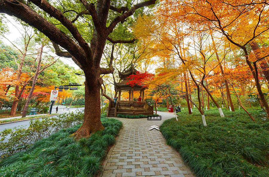 2023杭州赏秋好去处，看红叶枫叶水杉的最佳地点和时间，秋天遛娃天花板 